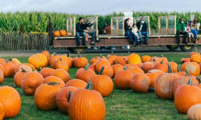 Pumpkin Patches